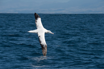 Albatross in flight over Water