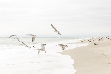 Seagulls Taking Flight Over The Surf