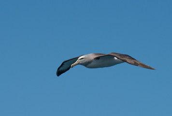 Albatross in flight over Water