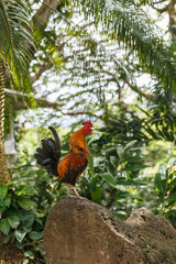 Rooster Crowing