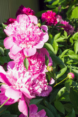 Large pink peonies among green leaves. Bright sunlight falls on the flowers. Beautiful flower garden in the garden in the country. Lanshafta design. Floristry.