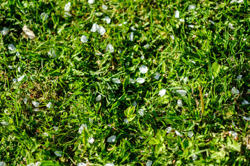 foliage leaf grass texture in green sunny summer time