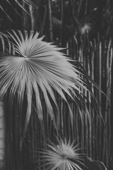 Black And White Photo Of Palm Fronds