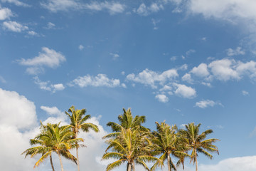 Fototapeta premium Tops Of Palm Trees Against Blue Sky