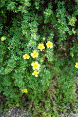 Beautiful botanical garden, flowers and blooming bushes in spring