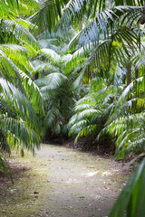 Vegetation in Terra Nostra park Furnas Sao Miguel island Azores Portugal