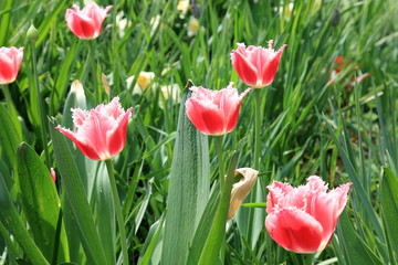 Very beautiful red and white spring tulips