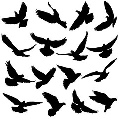 Concept of love or peace. Set silhouettes doves.