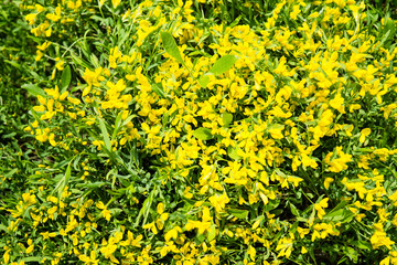 Beautiful botanical garden, yellow flowers and blooming bushes