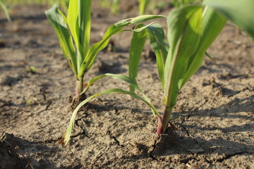 Agriculture plant in the field.