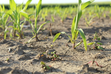 Agriculture plant in the field.