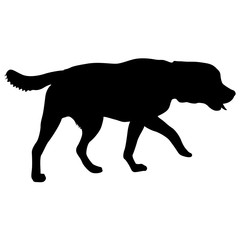Labrador dog silhouette on a white background