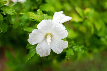 Close up head flower beautiful white In summer garden.