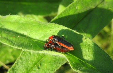 Cantharidae beetles mating on green leaves in the garden, closeup