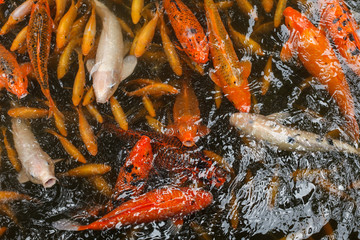 Koi Swimming In A Pond