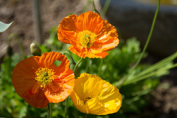 close-up of red poppy blossoms
