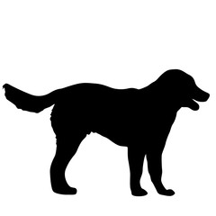 Shepherd dog silhouette on a white background