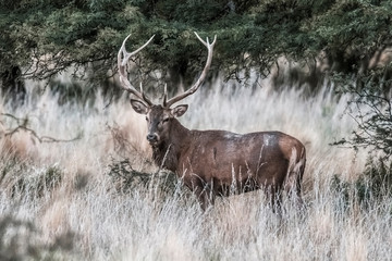 Naklejka na ściany i meble Red deer in Parque Luro Nature Reserve, La Pampa, Argentina