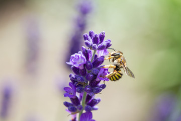 bee on a blooming lavender