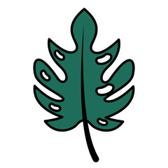 leaf monstera palm tropical foliage