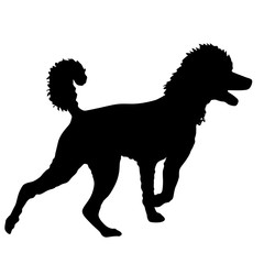 Poodle dog silhouette on a white background