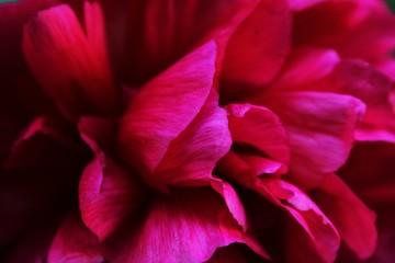 Fototapeta na wymiar Beautiful pink flowers 