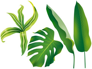 Fototapeta na wymiar Tropical exotic leaves and plants