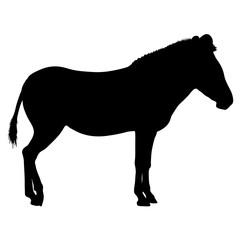 Silhouette african zebra on a white background