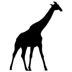 Silhouette of a high African giraffe on a white background