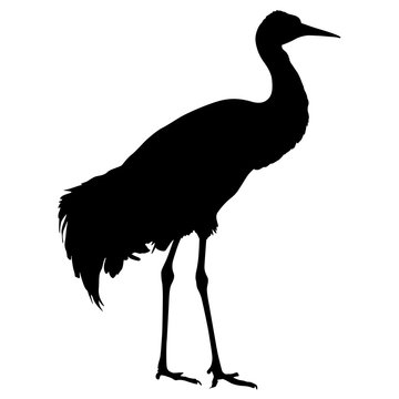 Silhouette bird crane on a white background