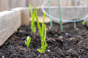 Garlic stems growing from a planted garlic clove, in a home garden planter.