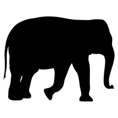 Silhouette large African elephant on a white background