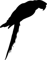 Macaws. Vector illustration.