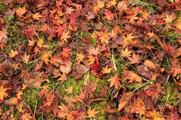 Autumn came and the leaves started to fall.