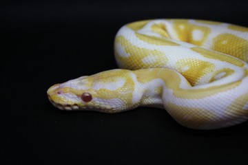 Fototapeta premium snake on black background