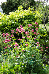 Beautiful botanical garden, natural green plants in spring 