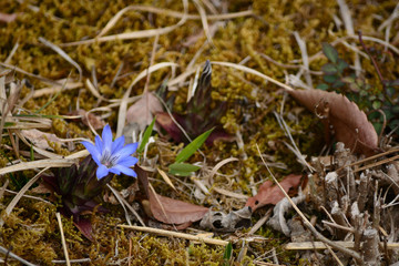  Bright blue gentian flowers in a water meadow.
