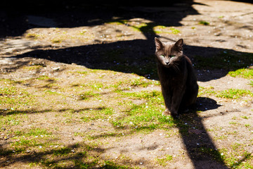mysterious black cat in the shadows ominously looks
