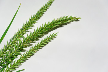 Green spikelets on a white background. Close-up