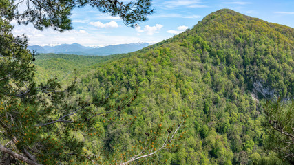 Mountain overgrown with thick green forest. Snow capped mountains visible on the horizon