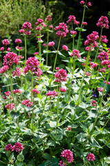 Beautiful botanical garden, flowers and blooming bushes in spring