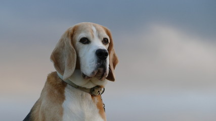 Beagle Hound Portrait