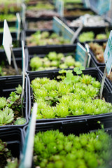 Many small green natural succulents in pots