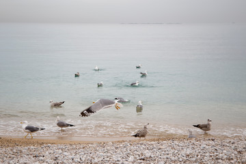 Albir beach on the Mediterranean coast of Spain Alfaz del  Pi