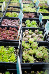 Many small green natural succulents in pots