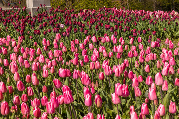Tulips in Amsterdan, Netherlands. Background Photo