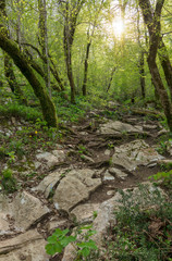 Rocky mountain slope from limestone. Sunset in the forest.