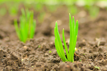 young onions on the garden