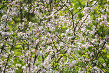 Branches of apple trees with thick blooming white flowers