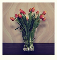 Fototapeta na wymiar Bunch of red tulips in vase